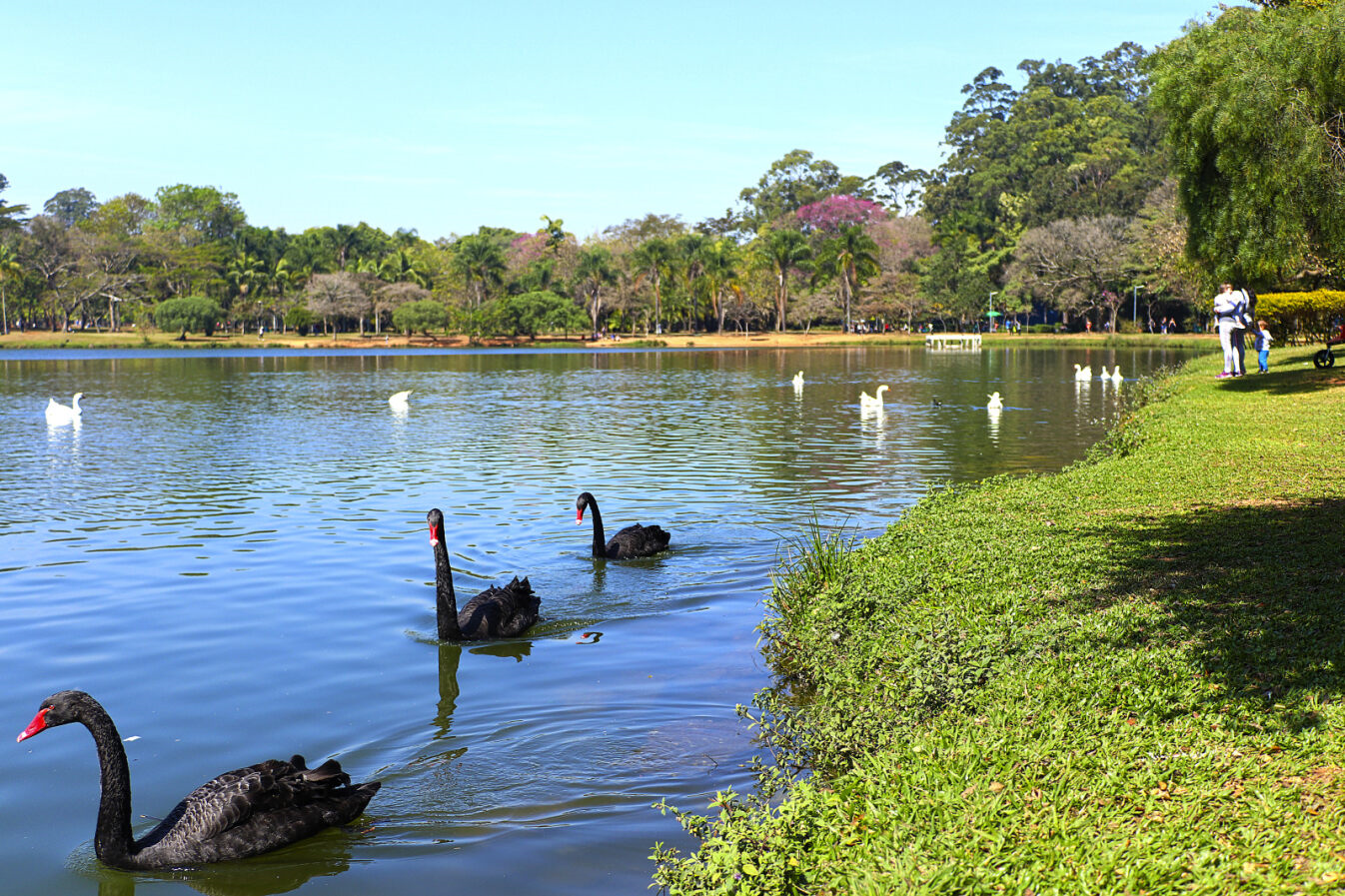 Swans, some black and some white, at the Pavilhão das Culturas Brasileiras in the city of São Paulo.